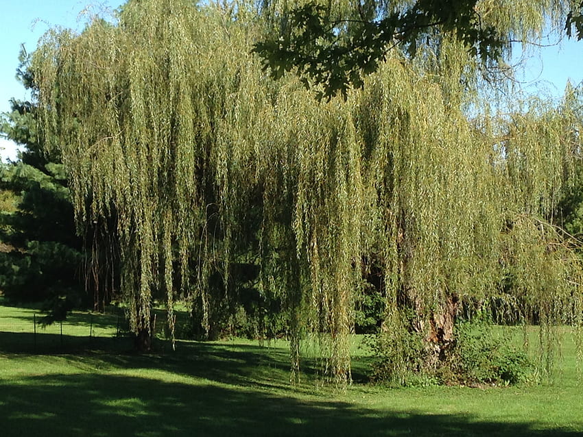 stock of tree, weeping, weeping willow HD wallpaper