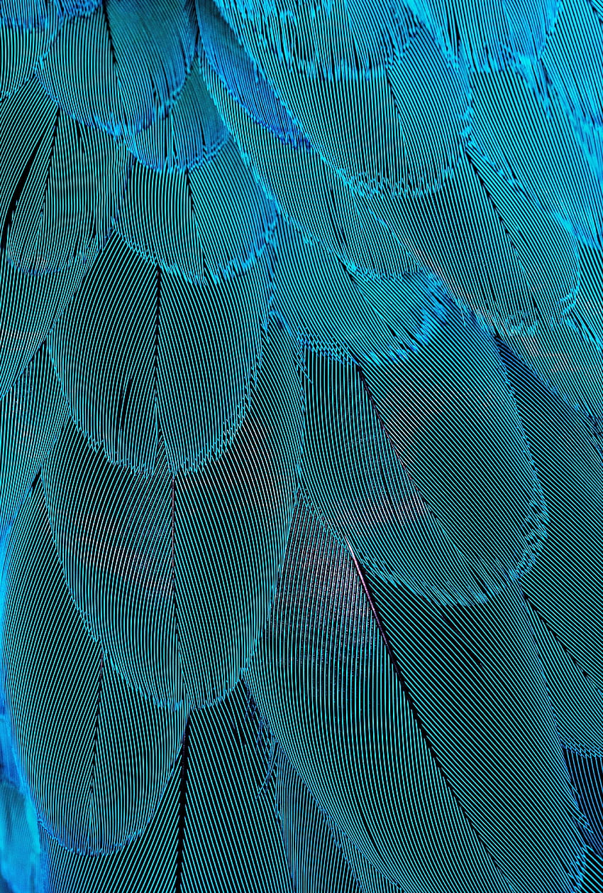 Upierzenie, niebieskie pióra, z bliska Tapeta na telefon HD