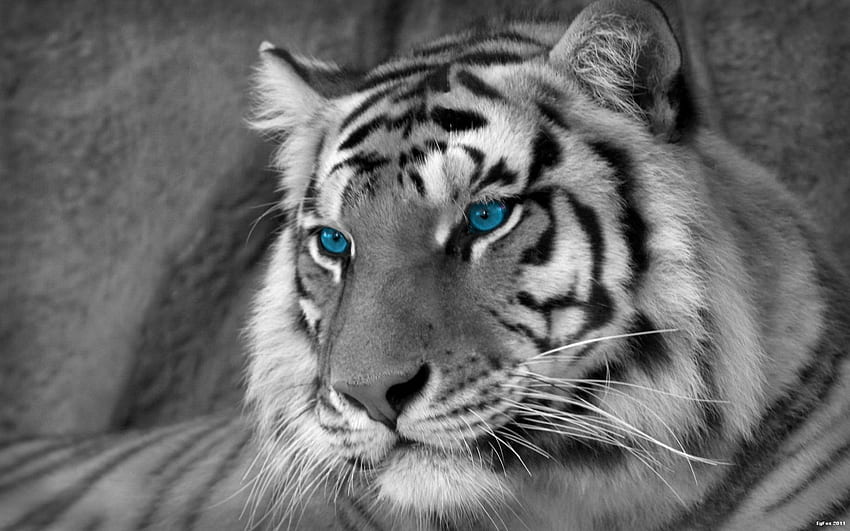 Tigri bianche, tigre bianca del Bengala Sfondo HD