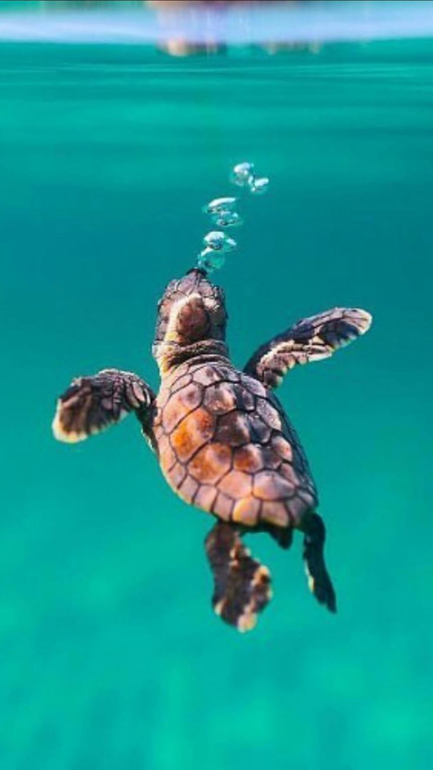baby turtle HD phone wallpaper