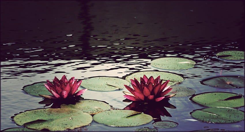 air, bunga, kolam, tanaman, bantalan lily Wallpaper HD