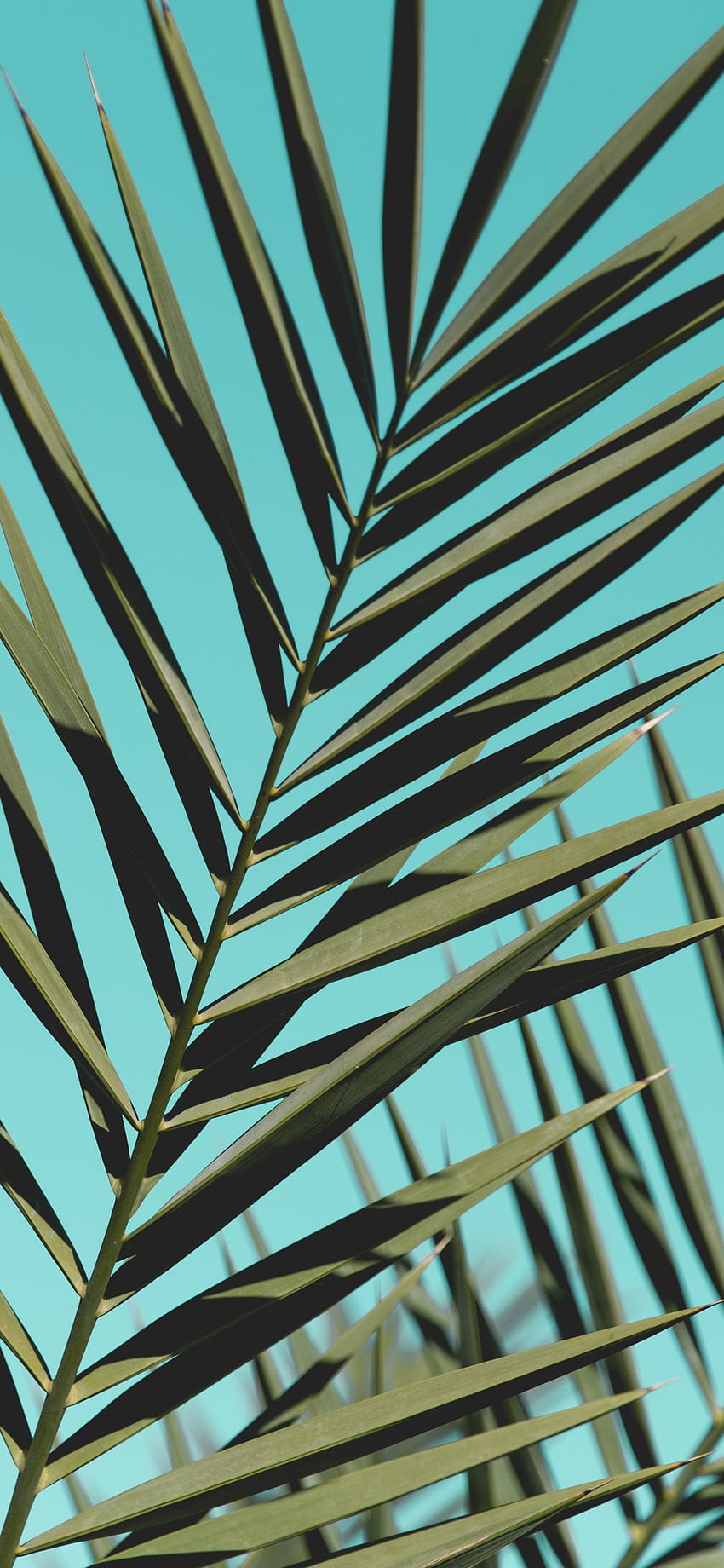 Liście palmowe iPhone — pomysły na dekorację domu i projektowanie wnętrz Tapeta na telefon HD