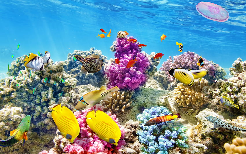 Underwater World Barriera Corallina Pesci Tropicali Oceano Subacqueo Sfondo HD
