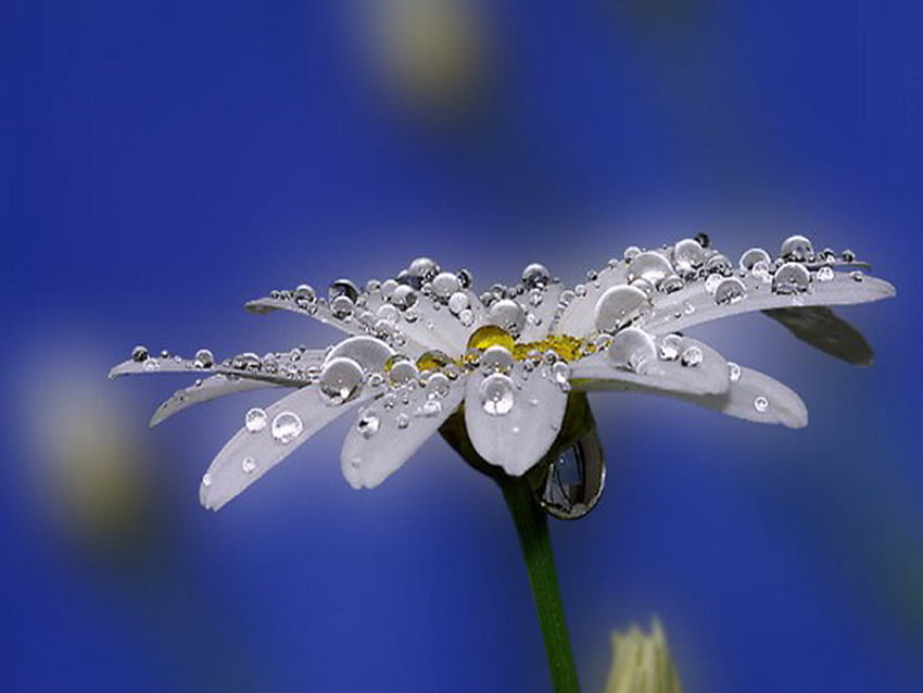 dew, white, morning, daisy, flower HD wallpaper