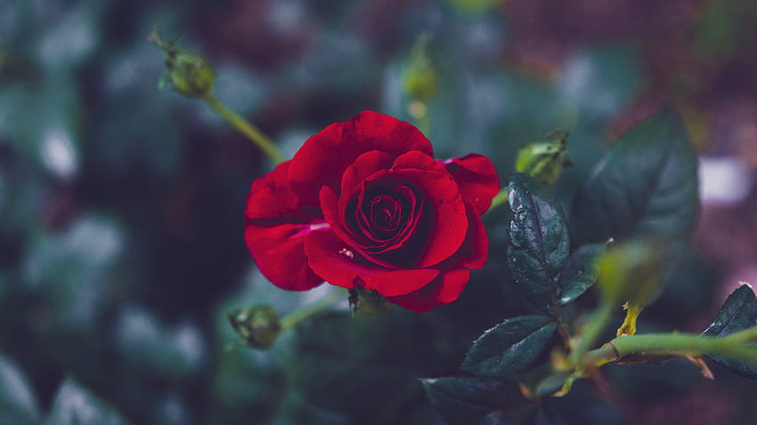 Kwiaty, Kwiat Róży, Róża, Płatki, Pączek, Rozmycie, Gładki, Ogród Tapeta HD