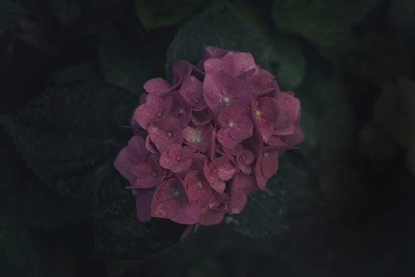 ดอกไม้ สีชมพู พืช บาน ดอก ช่อดอก วอลล์เปเปอร์ HD