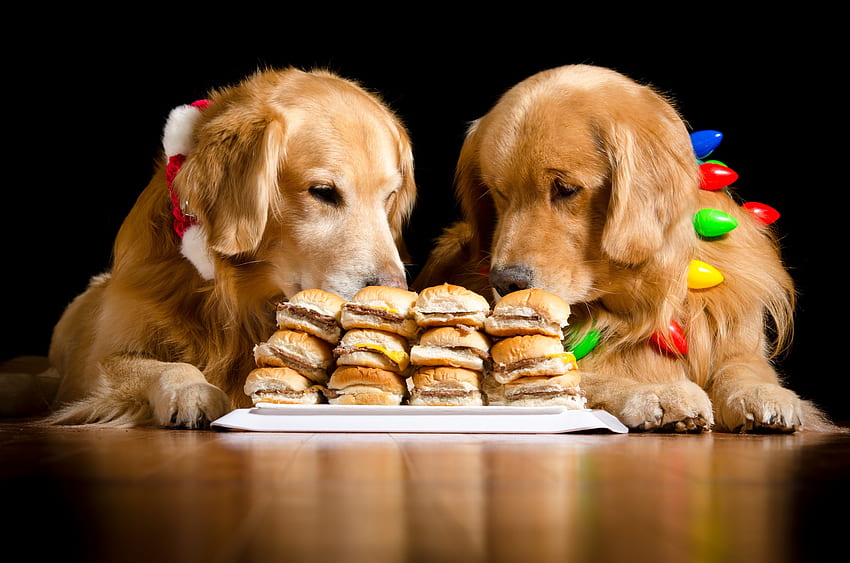 Fifty-fifty?, dog, animal, black, cute, golden retriever, food, burger,  couple, funny, caine HD wallpaper | Pxfuel