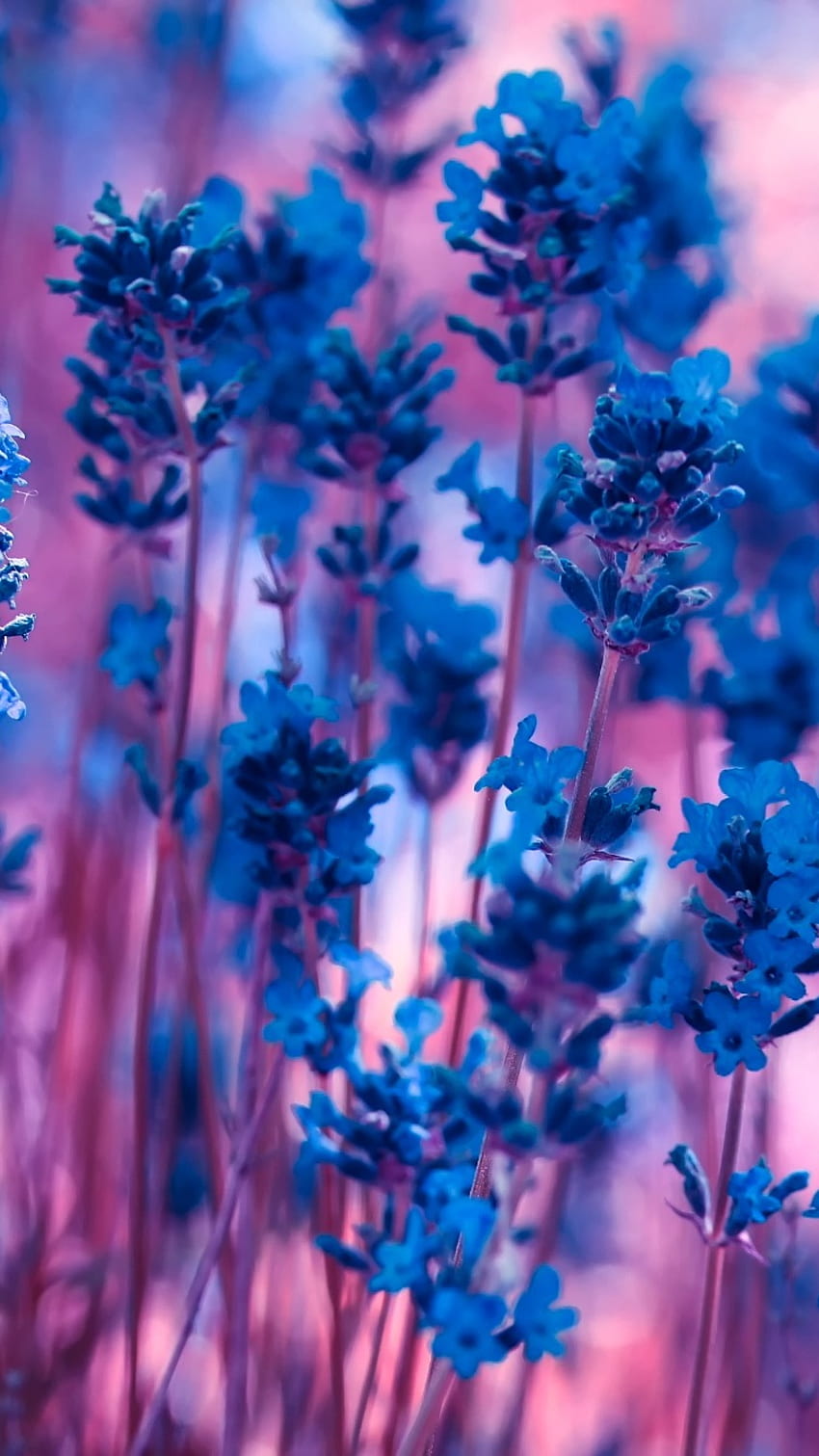 ดอกไม้สีฟ้า ดอกลาเวนเดอร์ วอลล์เปเปอร์โทรศัพท์ HD