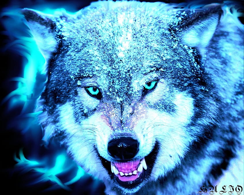 Wolf Computer , Background Background, Neon Blue Wolf HD wallpaper