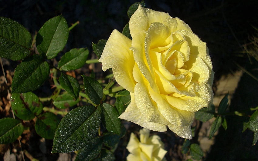 Blumen, Rosenblüte, Rose, Morgen, Tau, Tee, Teestube HD-Hintergrundbild