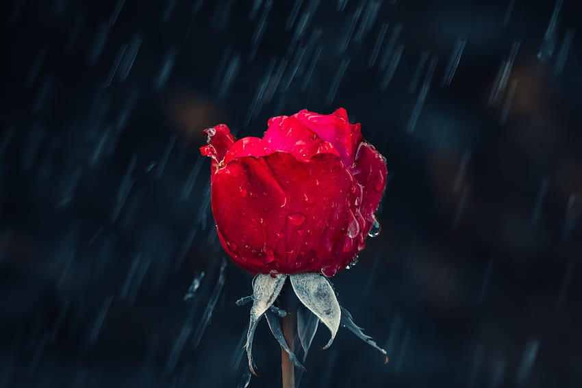 Rain, Drops, Macro, Rose Flower, Rose, Moisture HD wallpaper