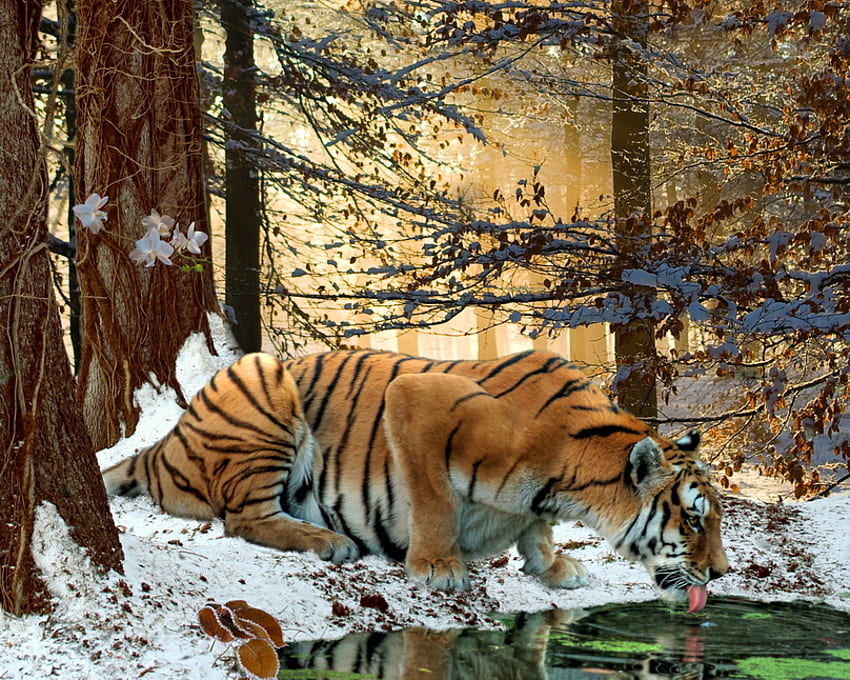 Зимен тигър, златно и черно, слънчеви лъчи, сняг, гора, тигрови ивици, поток HD тапет