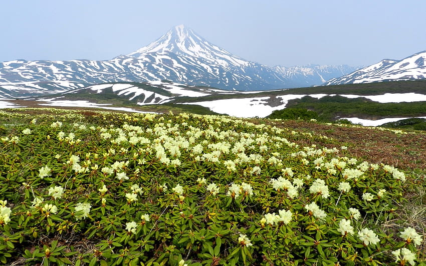 Rododendros em Kamchatka, Rússia, rododendros, flores, montanhas, Kamchatka, Rússia papel de parede HD
