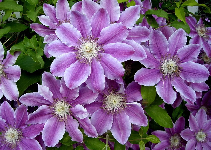 Flowers, Leaves, Bright, Clematis HD wallpaper