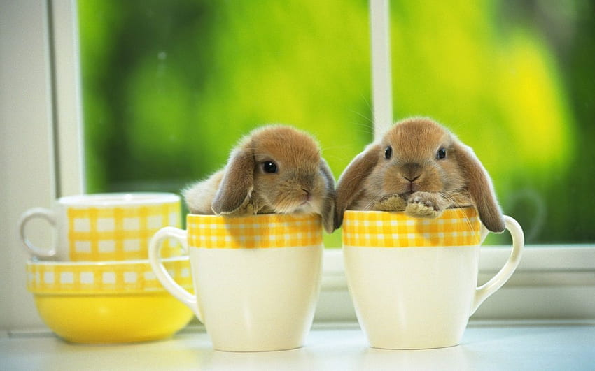 Cute Bunny Mobile - Cute Easter Bunny - & Background, Adorable Bunny HD wallpaper