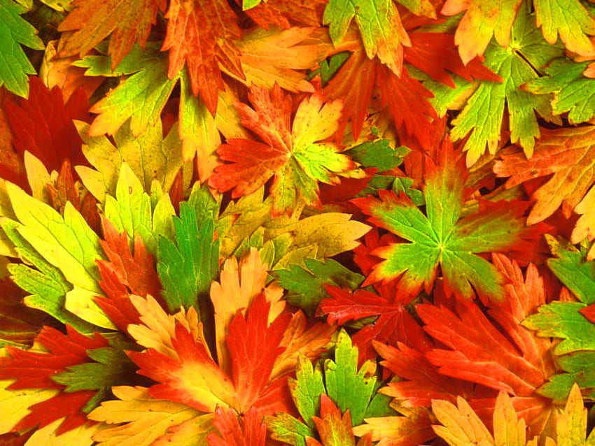 Kaleidoscope of fall, fall, colors, leaves, mix, green, yellow, red, autumn, nature, kaleidoscope HD wallpaper