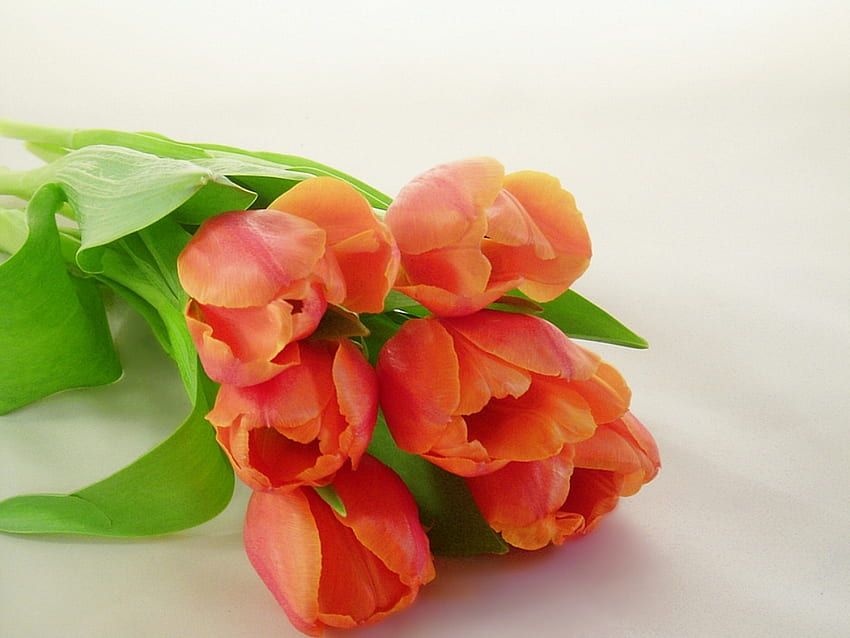 fantazyjne pomarańczowe tulipany – Nature Flowers Tapeta HD