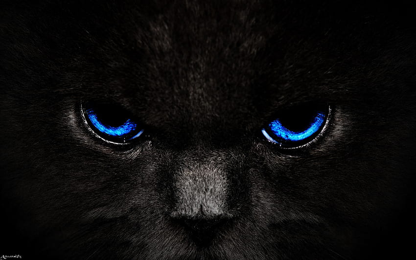 Dunkel, Katze, Augen, Sicht, Meinung HD-Hintergrundbild