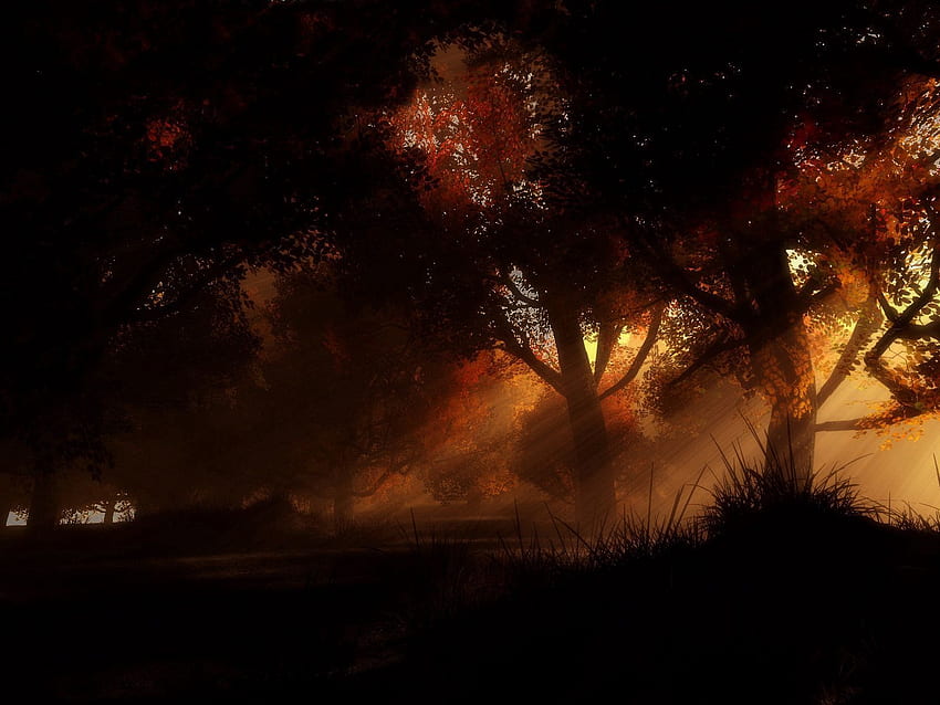 Trees, Autumn, Night, Dark HD wallpaper