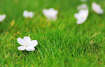 Greens, white, flower, grass, flowers, background, , , flower, ,  background, full screen, , flower, for , section цветы HD wallpaper | Pxfuel