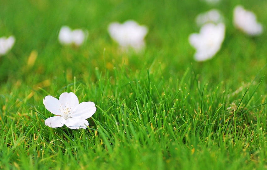 zieloni, biały, kwiat, trawa, kwiaty, tło, , kwiat, panoramiczny, tło, pełny ekran, , kwiat, panoramiczny dla , sekcja цветы Tapeta HD