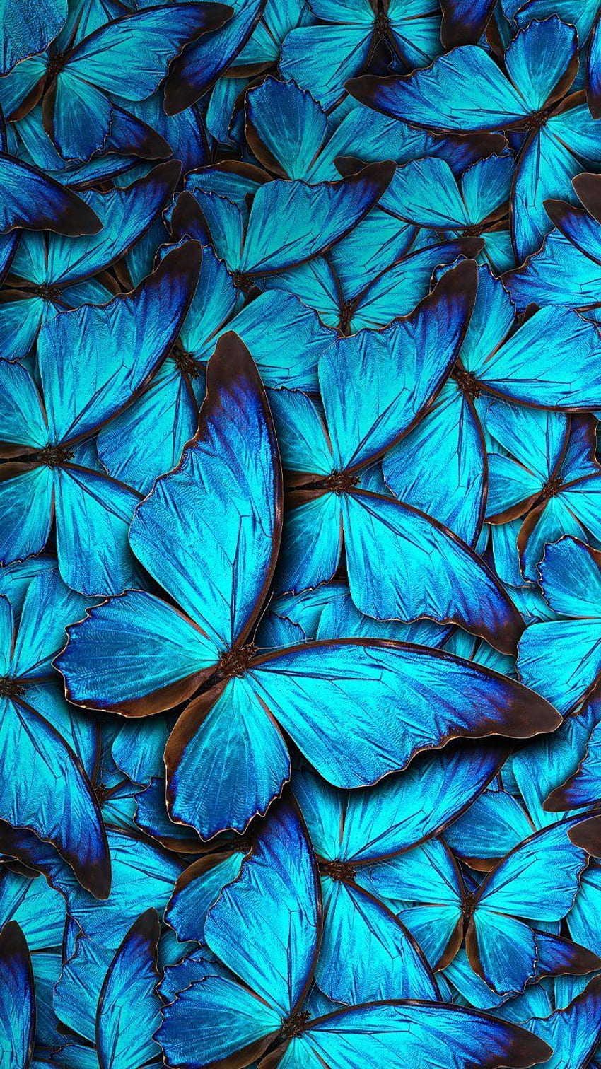 Blue Butterfly Background, Teal Butterfly HD phone wallpaper | Pxfuel