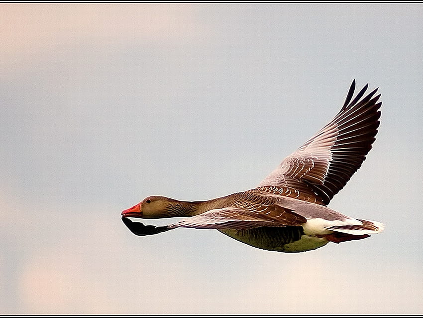 Flying Duck, flying, duck, beautiful HD wallpaper