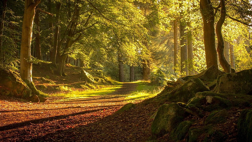 Mather Nature, Scotland, Stone, Trees, Landscape , Road, forest, Autumn ...