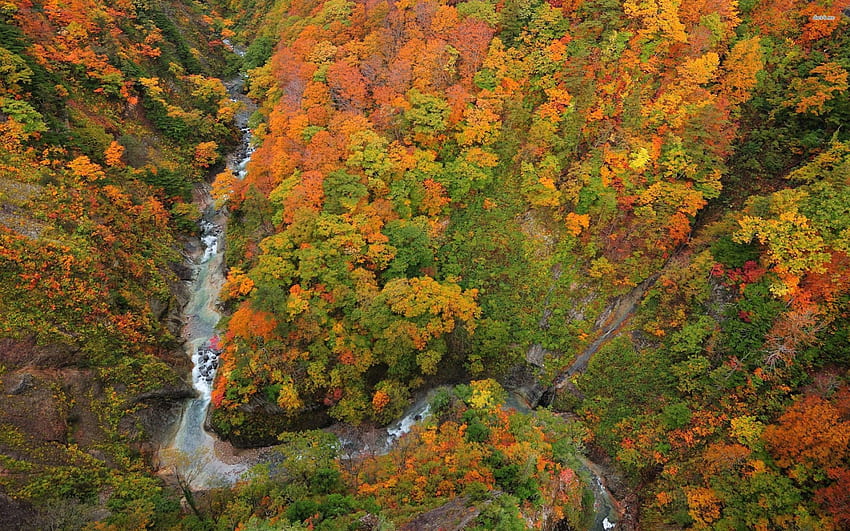 Jesienny las i rzeka, jesień, lasy, przyroda, rzeki Tapeta HD