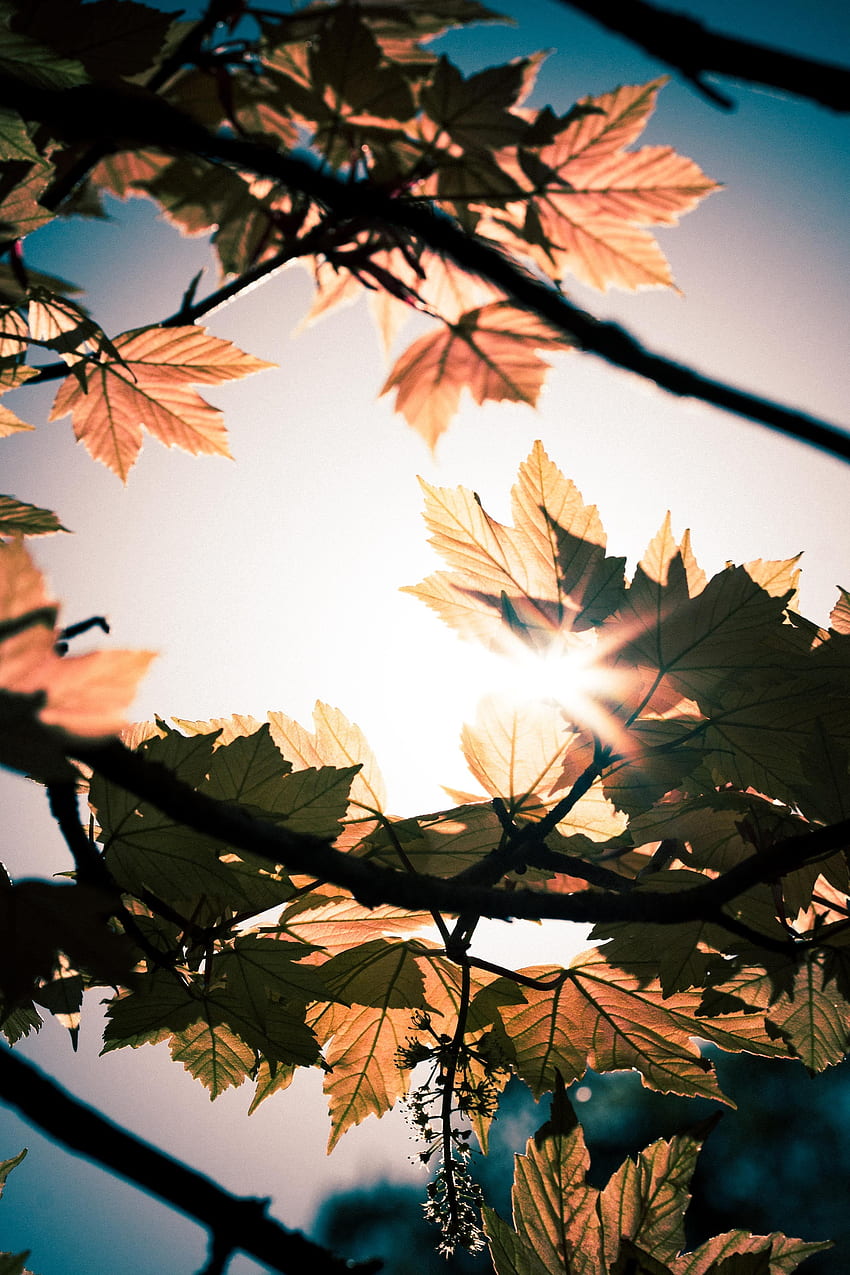 Leaves, Sun, Macro, Shine, Light, Beams, Rays, Branches HD phone wallpaper