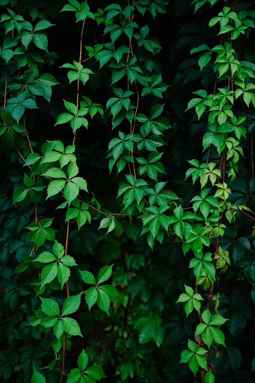 Nature, Leaves, Vine, Grapes, Plant HD phone wallpaper