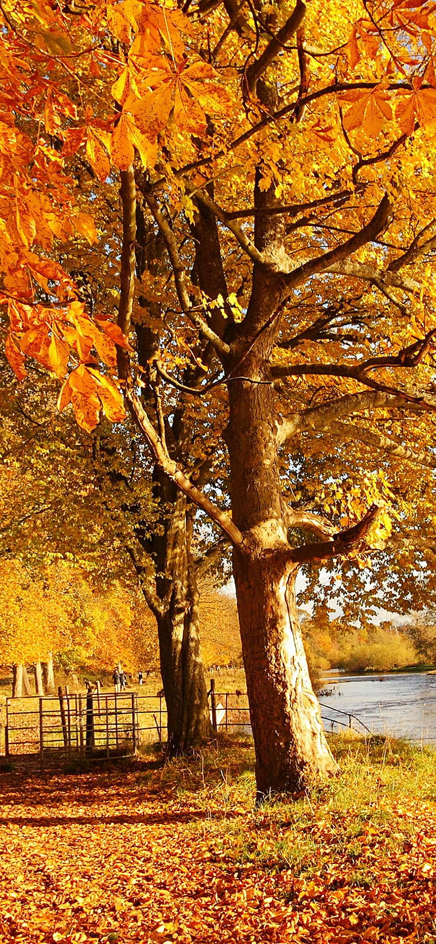 ファーウェイの名誉8X。 秋の景色, 秋の風景, スコットランドの秋, 最高の自然 HD電話の壁紙