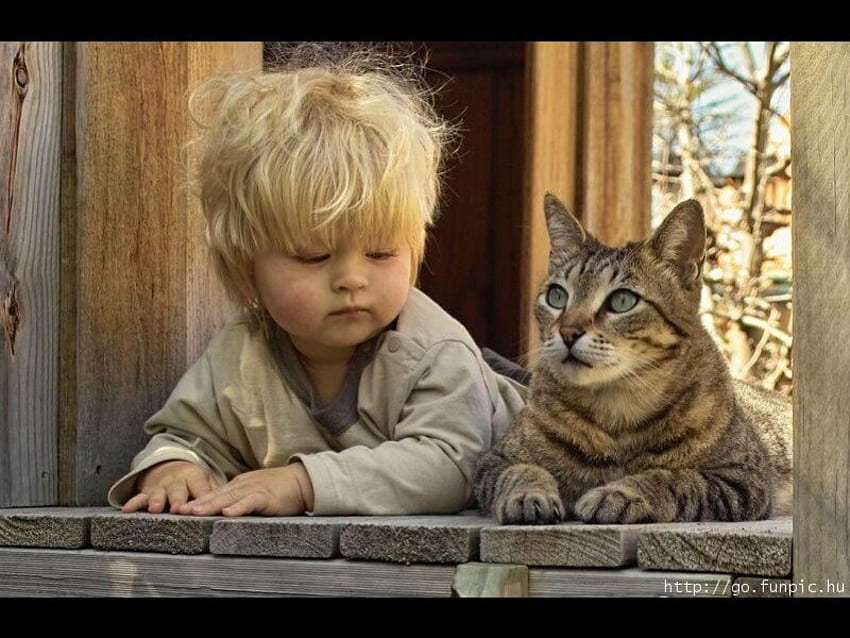 What's going on?, window, floor boards, tabby cat, cat, boy, wooden structure, watching, friends, child, home HD wallpaper
