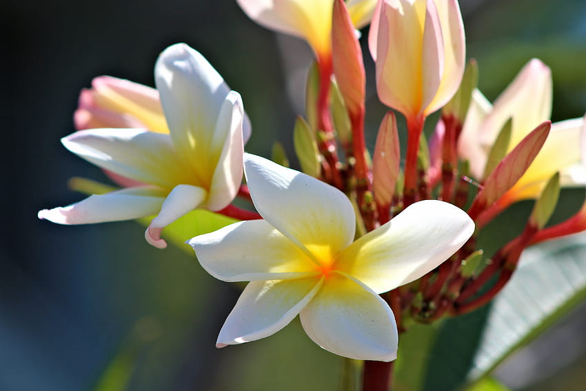 Kwiaty, Płatki, Pąki, Magnolia Tapeta HD