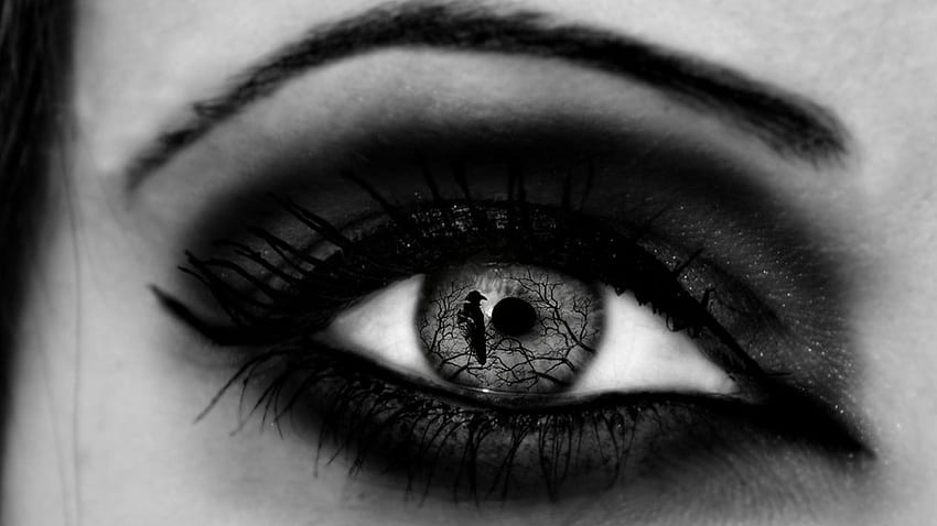 Eye See You, see, raven, hop, black and white, beautiful, eye, special HD wallpaper