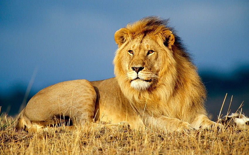 Animals, To Lie Down, Lie, Lion, Sight, Opinion, Mane, King Of Beasts, King Of The Beasts HD wallpaper