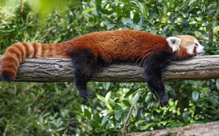 Червена панда, сладки животни, панди, червена панда на клон, Хималаите, Китай HD тапет