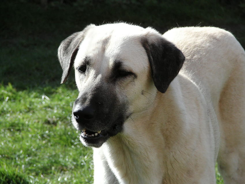 Asalet Anatolian Shepherd Dogs Home of the Turkish Kangal: January 2011 HD wallpaper