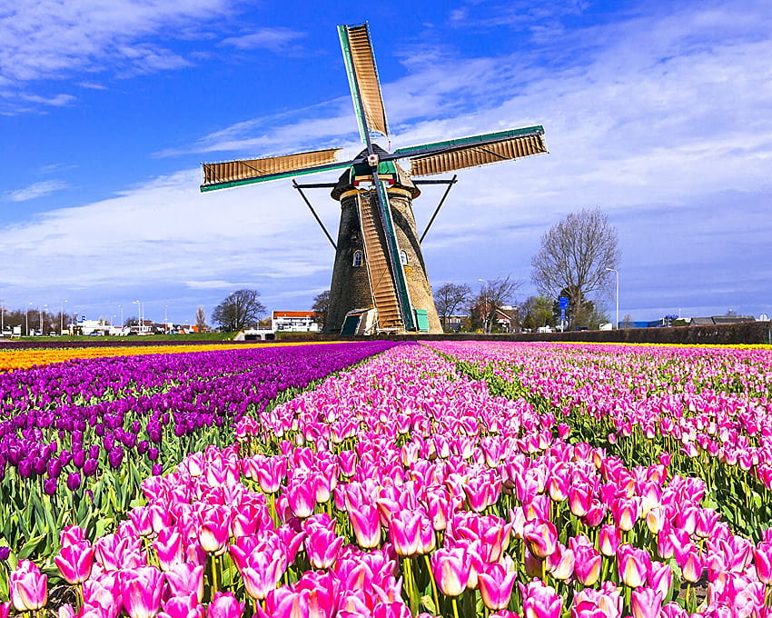 Netherlands Mill Keukenhof Lisse Nature Tulips HD wallpaper