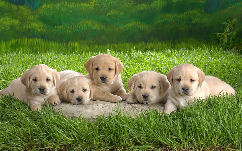 Animals, Grass, Family, Puppies, Labradors HD wallpaper