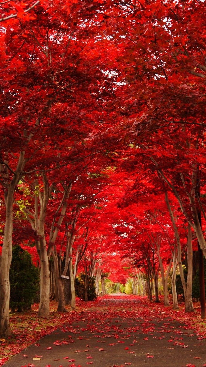 สีแดง, ป่าสีแดง, ป่าสีแดง วอลล์เปเปอร์โทรศัพท์ HD