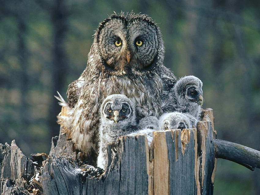 Matka sowa z dziećmi, mała sowa Tapeta HD