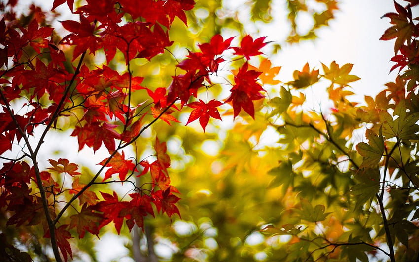 明るいカエデの葉、葉、カエデ、秋、空、自然 高画質の壁紙