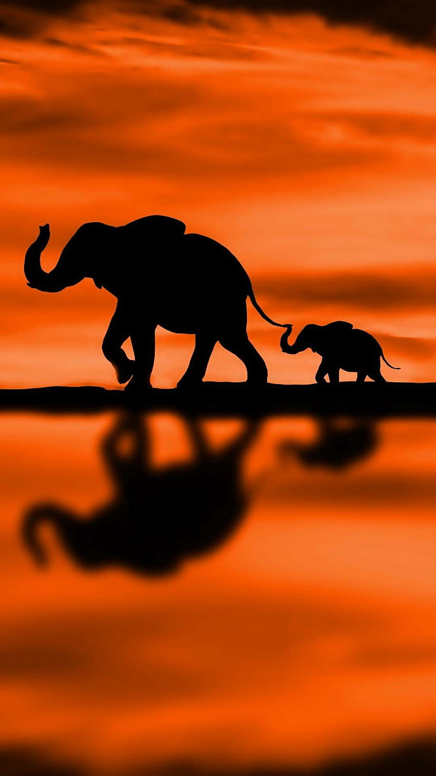 Fond d'éléphant, bébé éléphant coloré Fond d'écran de téléphone HD