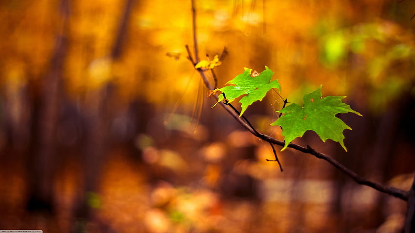 nature, Macro, Leaves, Blurred / and Mobile Background HD wallpaper