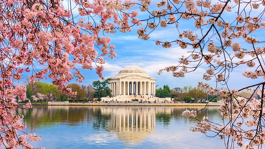 Die Auswirkungen von Wintersturm Stella auf die Kirschblüten von D.C., DC Cherry Blossom HD-Hintergrundbild