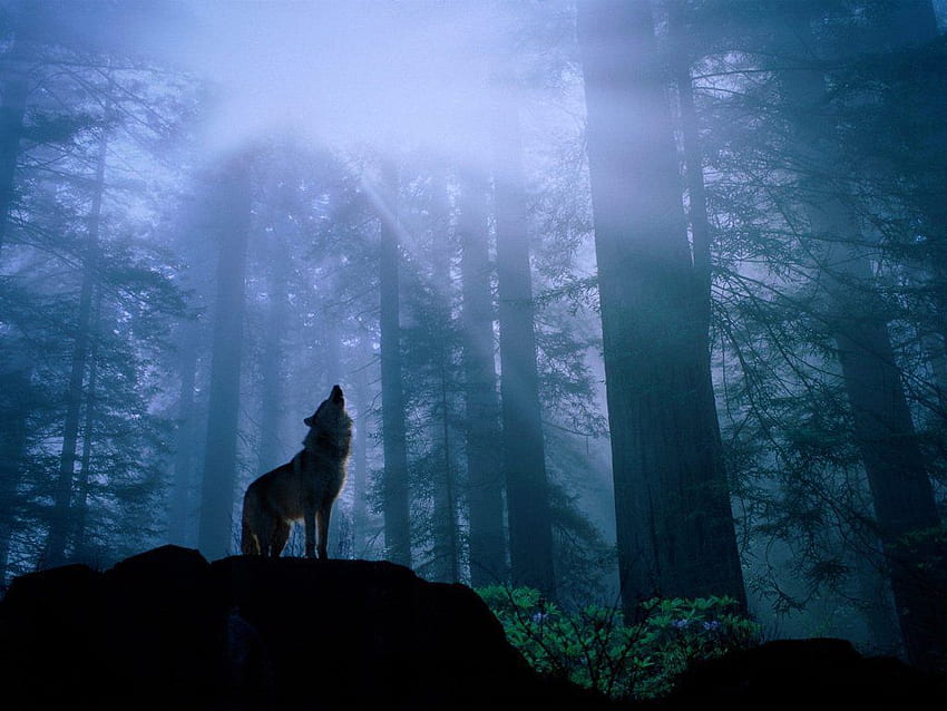 ciemny leśny mężczyzna i koń. wyjący wilk w ciemnym lesie. 3D. Tło wilka, wilk, wycie wilka Tapeta HD