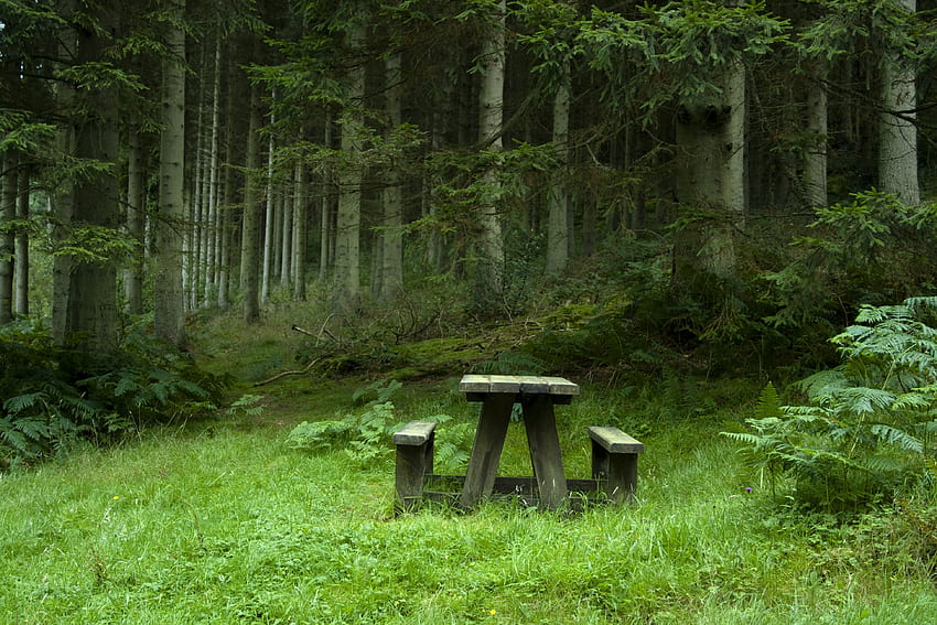 경치, 자연, 숲, 테이블, 폴랴나, 숲 사이의 빈터, 벤치, 사이드 테이블 HD 월페이퍼