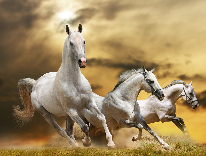 Tiere, Gras, Himmel, Pferde, Staub, Dom, Laufen, Laufen HD-Hintergrundbild