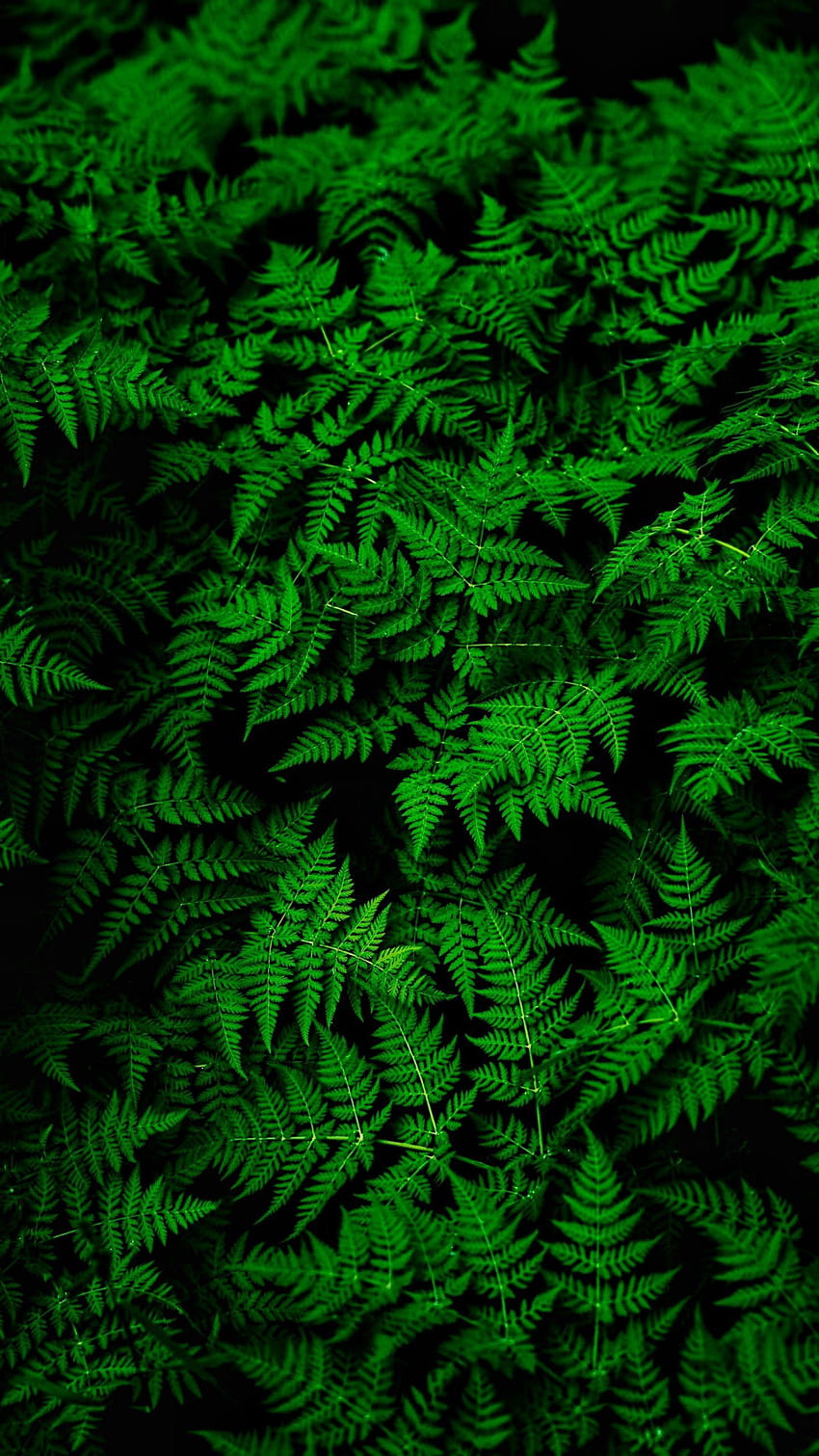 Nature, Leaves, Plant, Fern, Thick HD phone wallpaper